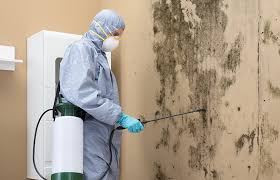 Best Mold Damage Restoration  in Rolling Hills Estates, CA